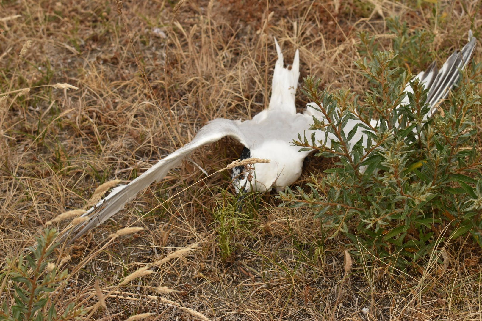 Vogelgriep