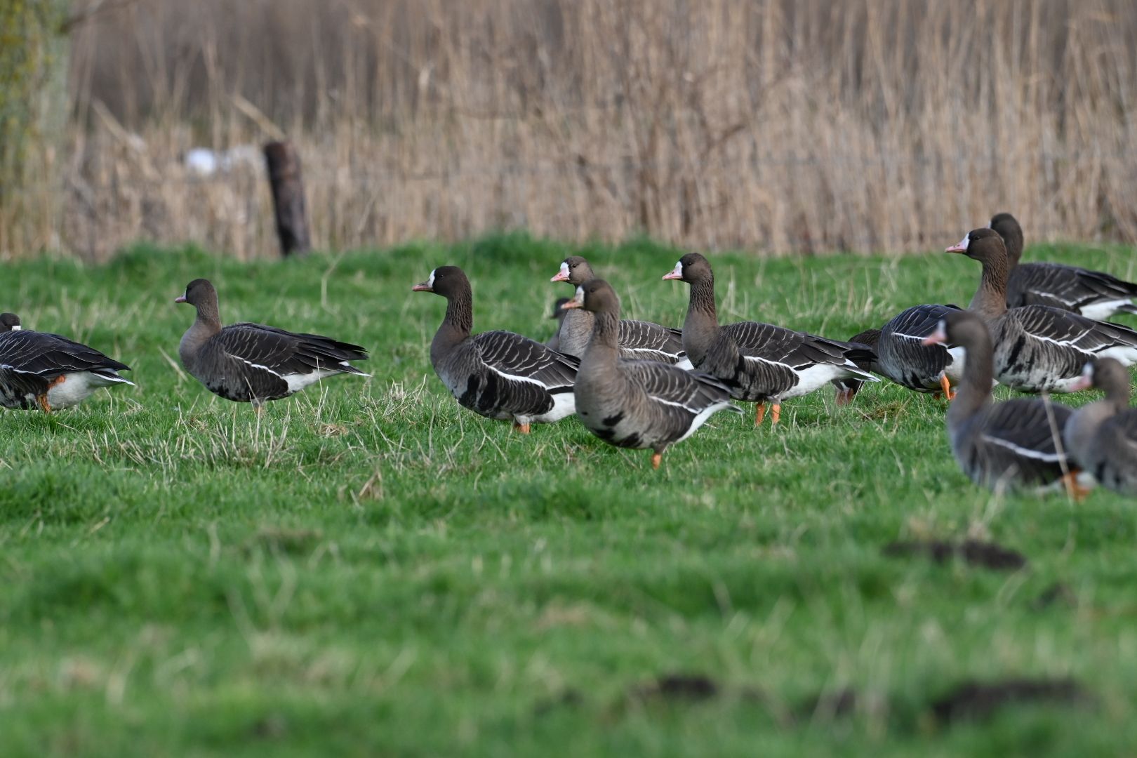 Watervogels en klimaat