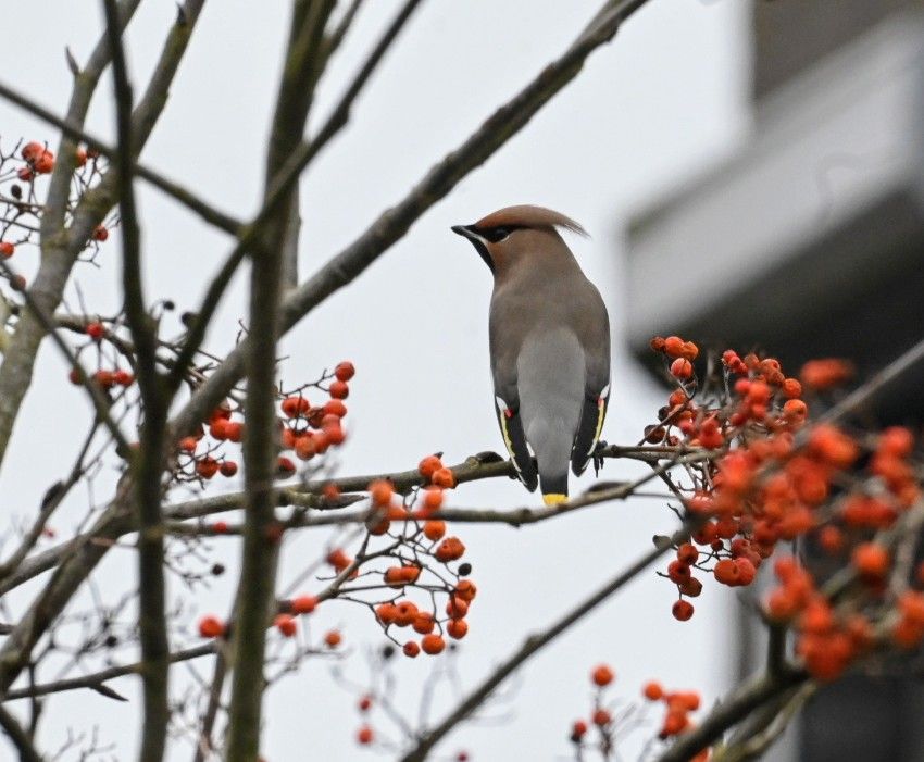 Pestvogel