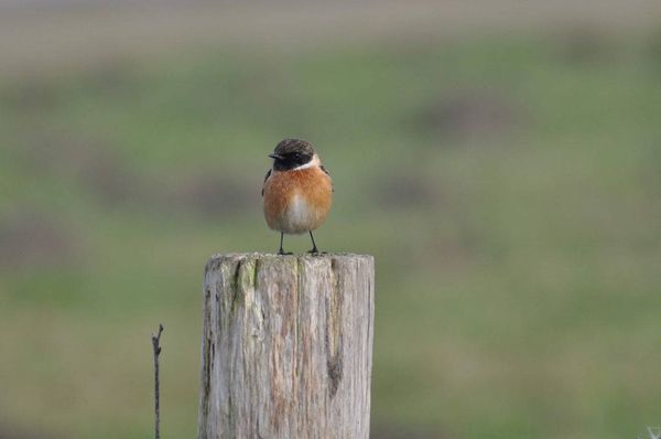 Vogeltje op paaltje