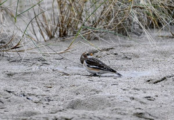 Sneeuwgors op het strand