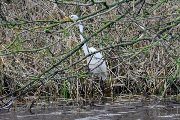 Grote zilverreiger