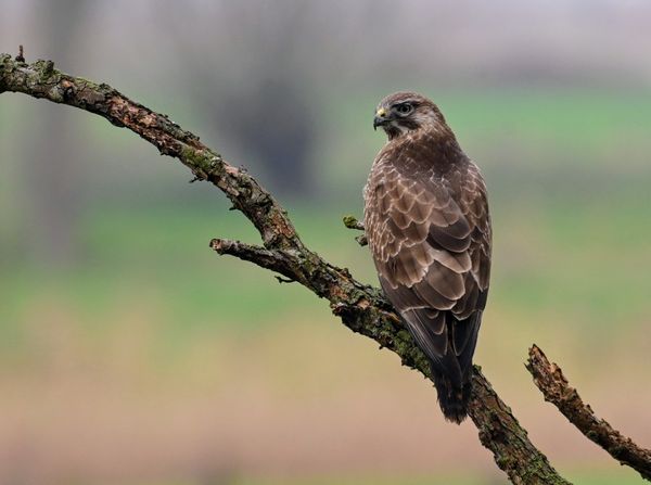 Buizerd