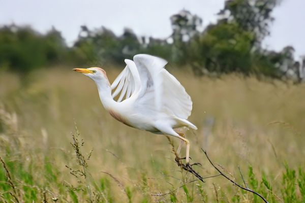 Koereiger