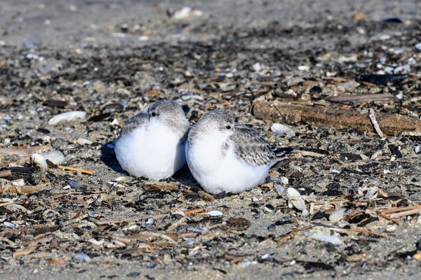 Drieteenstrandlopers in de zon